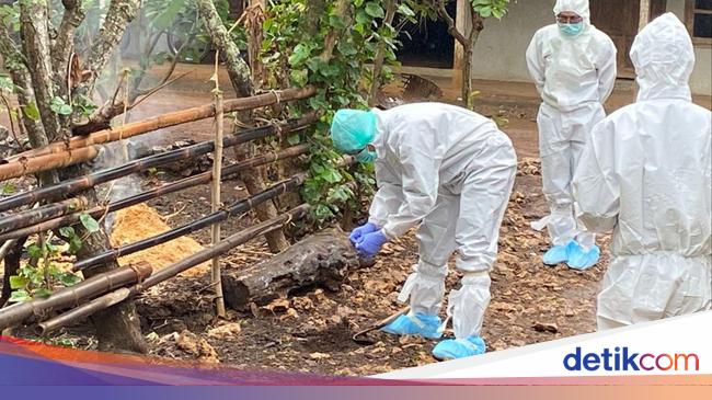 Kenali Gejala Antraks pada Manusia dan Cara Mengobatinya