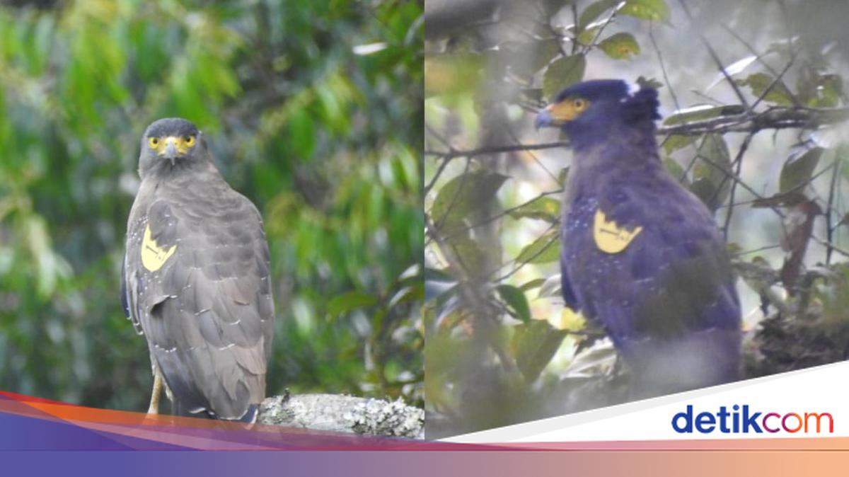 Jinsiy olat uchun xlorheksidin biglyukonat Ayolning mushuk videosida ot xoroz