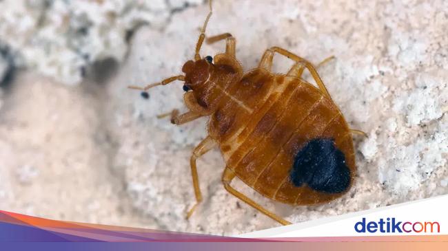 Bahaya Gigitan Kutu Busuk untuk Manusia