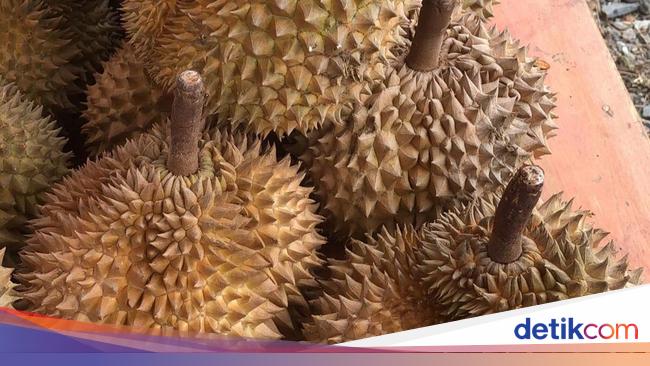 Sempat Dibahas Luhut, Ekspor Durian RI Tembus Rp 815 Juta dalam Sebulan