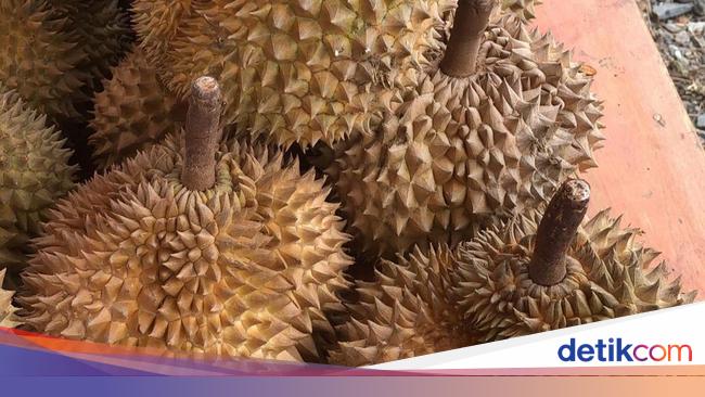Sempat Dibahas Luhut, Ekspor Durian RI Tembus Rp 815 Juta