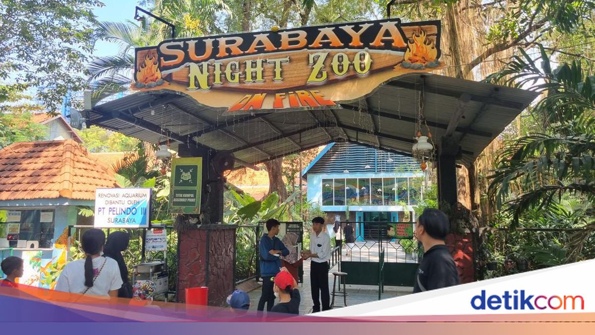 Photo inspiration: Promo Agustusan Di Surabaya Night Zoo Tiket Masuk Diskon 50 Photo Inspiration