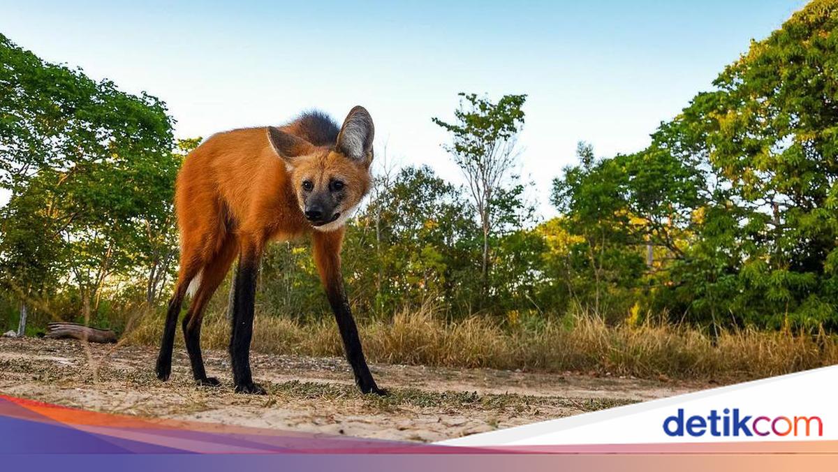 Unik! Anjing Liar Ini, Berwajah Rubah Berkaki Rusa