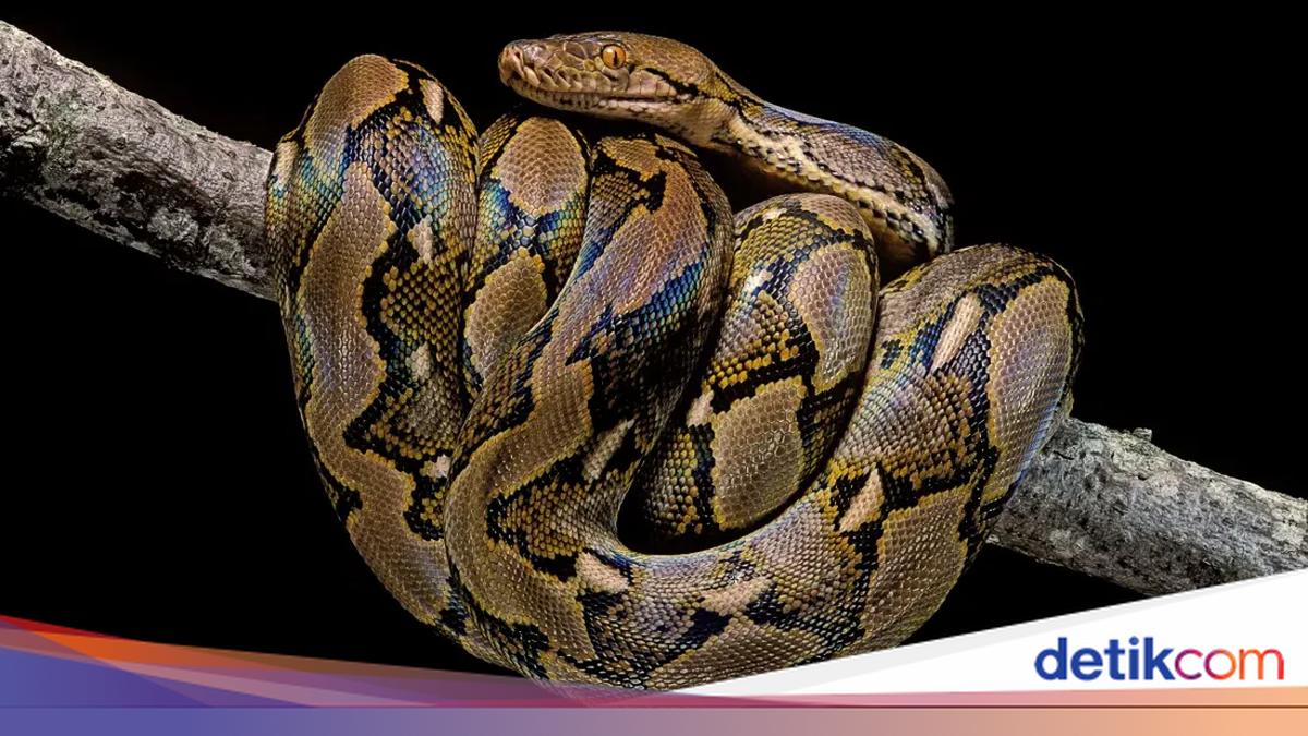 Hiii! 11 Ekor Anak Ular Bermunculan di Perumahan Warga Depok