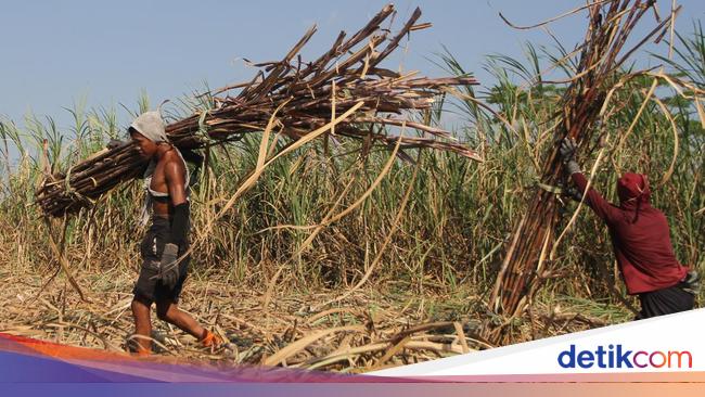 Harga Gula Terjun Bebas, 100 Ribu Ton Tak Laku