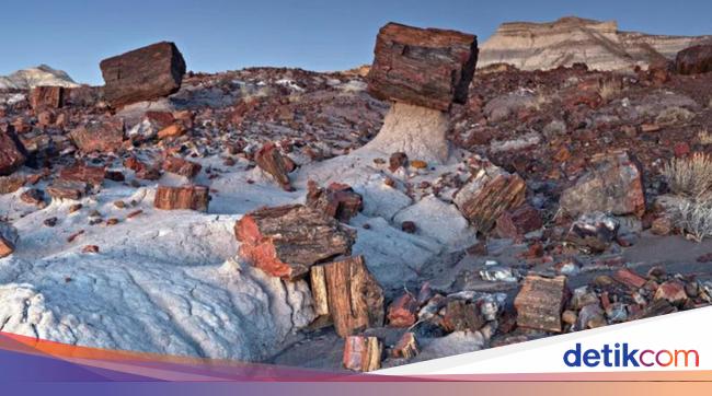 Discover the Petrified Forest Phenomenon: A Rare Natural Wonder to Explore