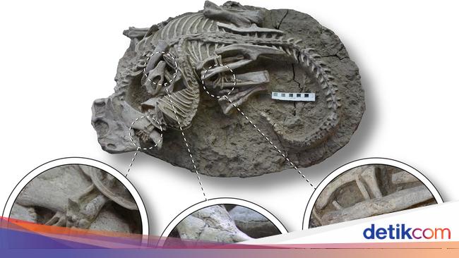 New Discovery Reveals Dinosaurs Were Not Always at the Top of the Food ... Biology Diagrams