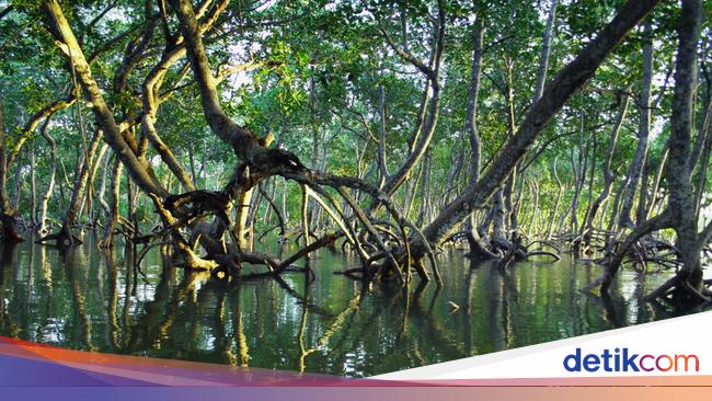 Serba-serbi Hari Mangrove Sedunia, Diperingati 26 Juli 2025