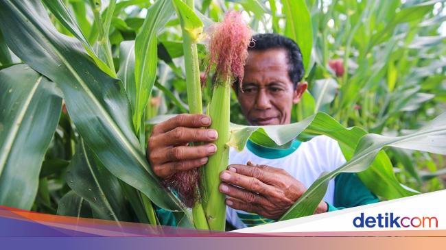 Anggota Holding Pangan Mau Bikin Pusat Benih Terbesar di RI