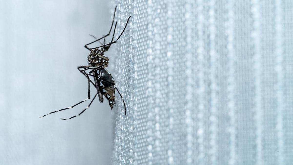 Singapura Pantau Ketat Kenaikan Kasus Chikungunya, Ini Imbauan untuk Pelancong