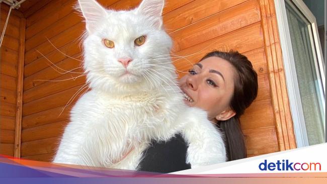 Spesies Kucing Peliharaan Terbesar