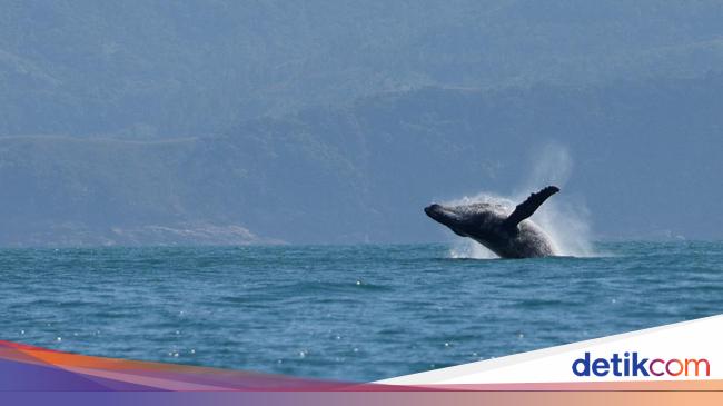 歌うクジラの謎が科学者によってついに解明される