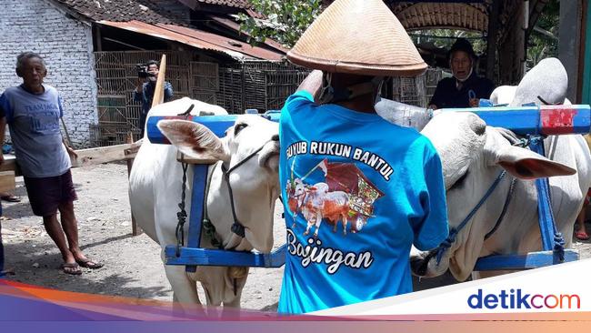 Kata Bajingan Yang Bermakna Mendalam Bagi Sopir Gerobak Sapi Di Jogja