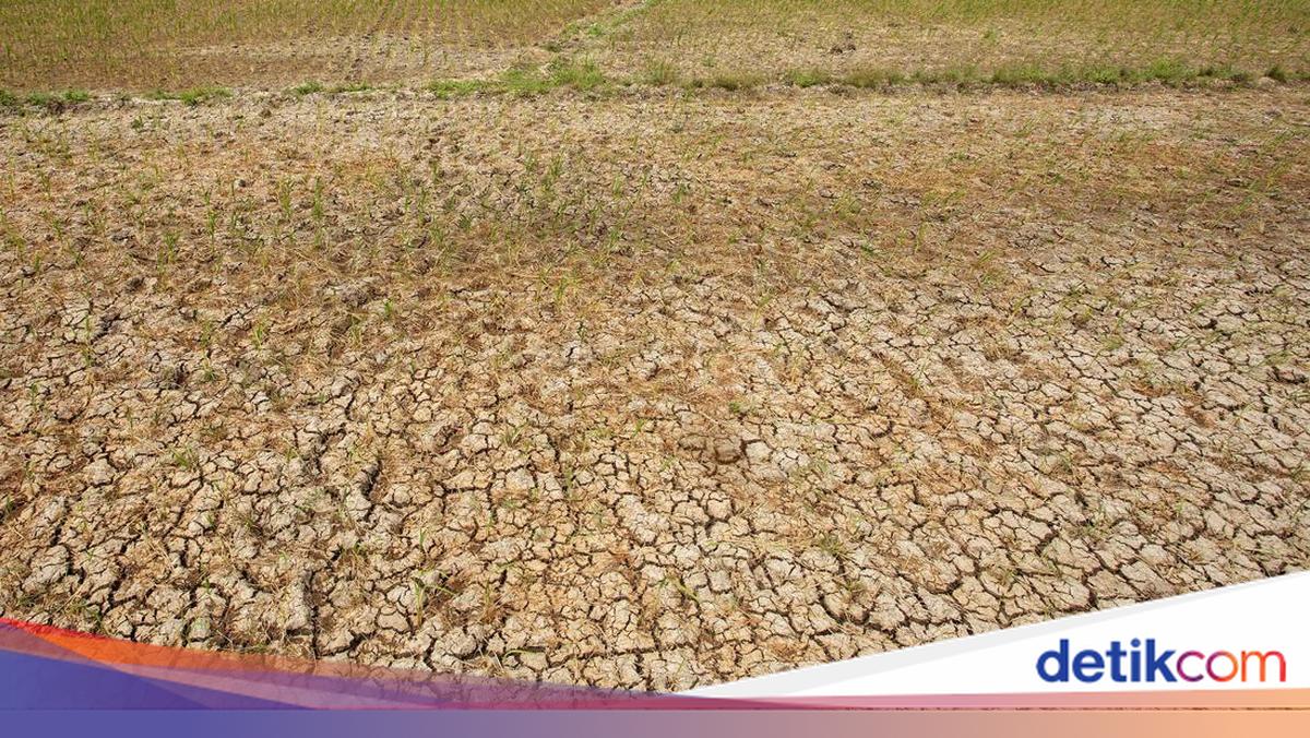 Apa itu El Nino? Ini Prediksi Tahun 2026 dan Langkah Antisipasi Dampaknya