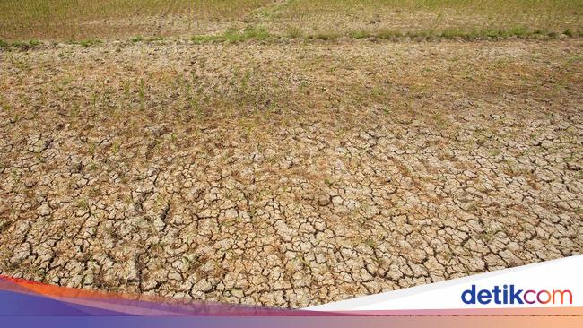 Impact of El Nino on Agricultural Conditions in Indonesia and Rice Imports on the Rise