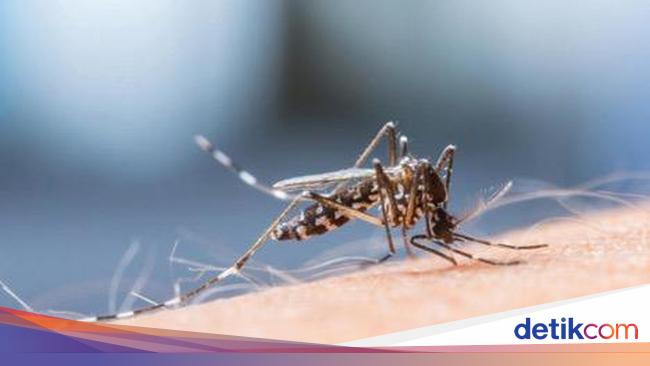 Dengue Hemorrhagic Fever: Symptoms, Prevention, and Ways to Protect Yourself