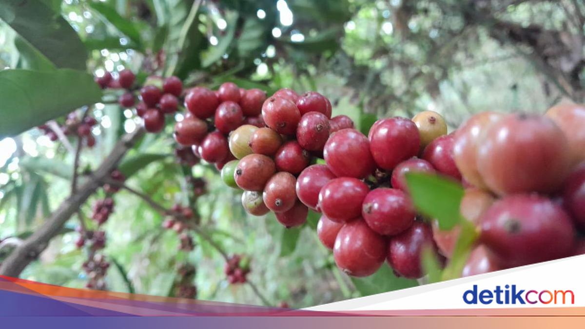 Kopi Robusta Java Banyuwangi Raih Indikasi Geografis Usai Proses 2 Tahun