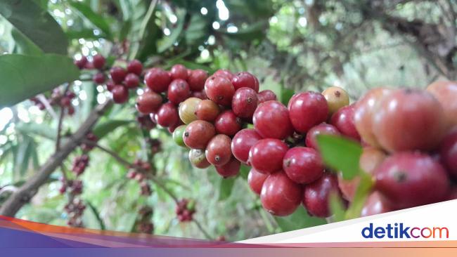 Kopi Robusta Java Banyuwangi Raih Indikasi Geografis Usai Proses 2 Tahun