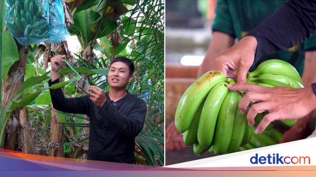 Demi Jadi Petani Pisang, Pria ini Rela Tinggalkan Bisnis Keluarganya