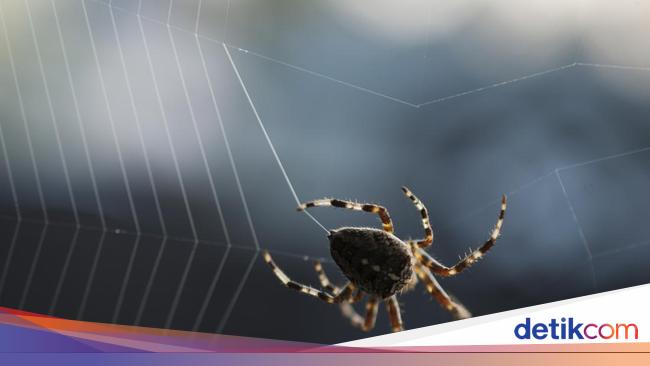 Why Spiders Have Eight Legs: Exploring Their Ancestors and Evolution