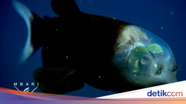 Barreleye Fish: Exploring the Mysteries of the Deep Sea