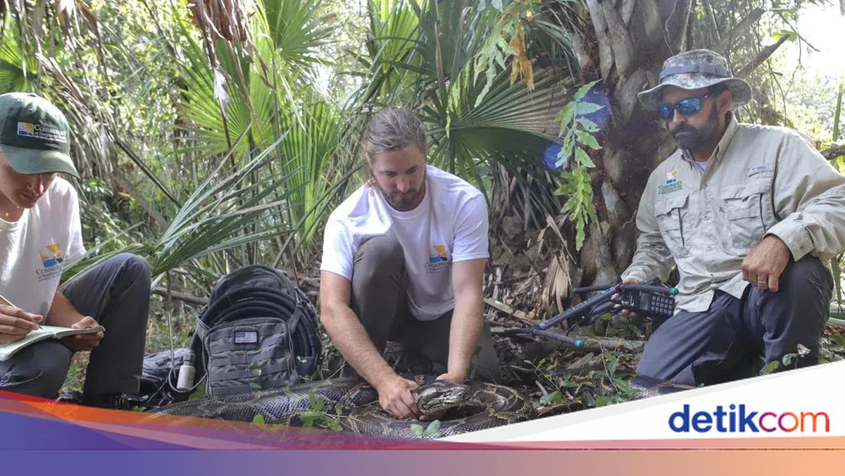 Cara Baru Ilmuwan Tekan Populasi Ular Raksasa: Bidik Sang Ratu