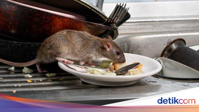 Deteksi Tikus di Pasar Singapura Memicu Tindakan Penutupan Permanen