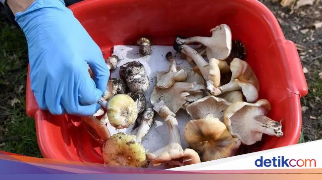 Australian Mushroom Poisoning Incident: Deaths, Investigation, and Mysterious Circumstances