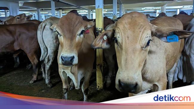 Pengusaha Klaim Rencana Impor 400 Ribu Sapi Australia Tepat, Ini Alasannya