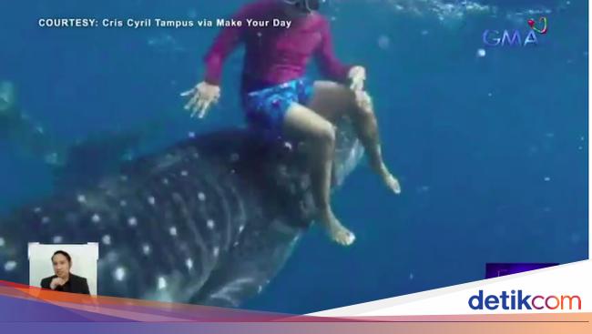 Rare Encounter: Tourist Gets Surprise ‘Free Riding’ from Whale Shark in Oslob, Cebu