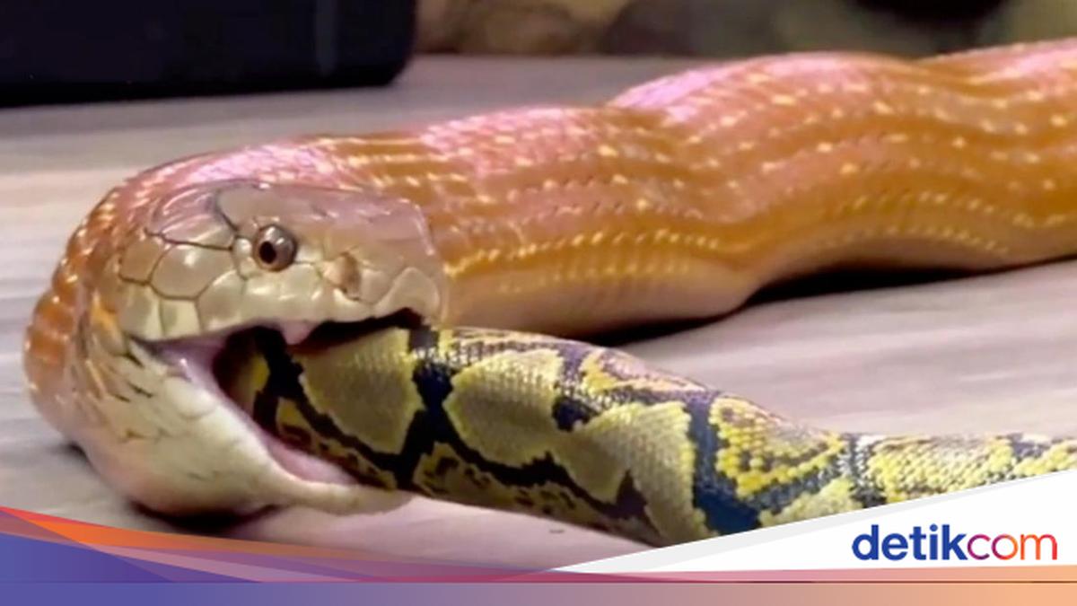 5 Perbedaan King Cobra dan Ular Kobra Jawa, Kenali Cirinya!