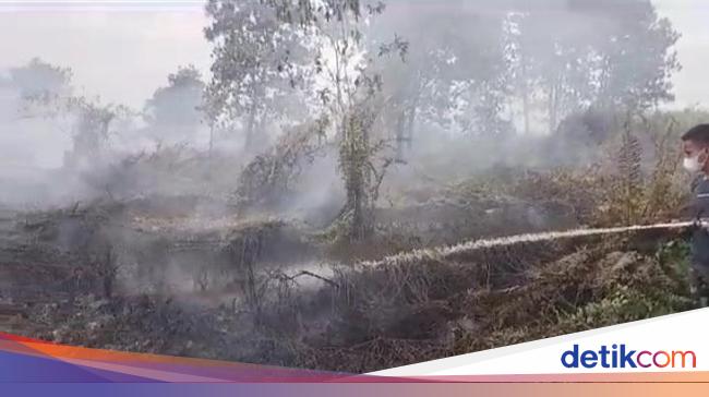 Luas Lahan Terbakar Di Kalbar Capai 57 Hektare Diduga Sengaja Dibakar 2392