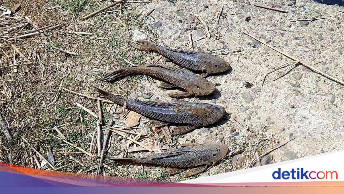 Pemkot Jaksel Buru Ikan Sapu-sapu di Saluran Penghubung Setu Babakan