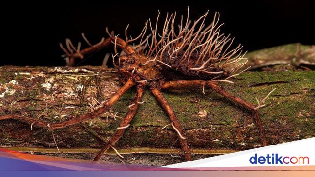 Rare Image Captures Spider Defeated by Zombie Fungus in Jakarta