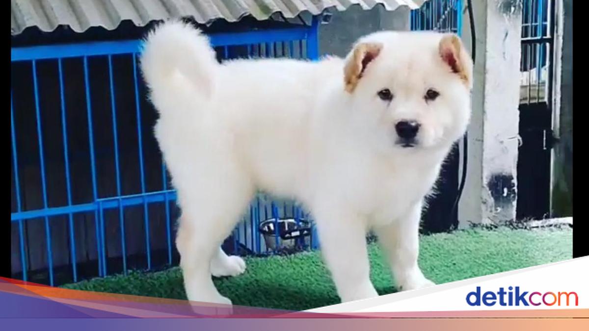 Mengenal Lebih Dekat Anjing Kintamani, Si Ramah yang Go International