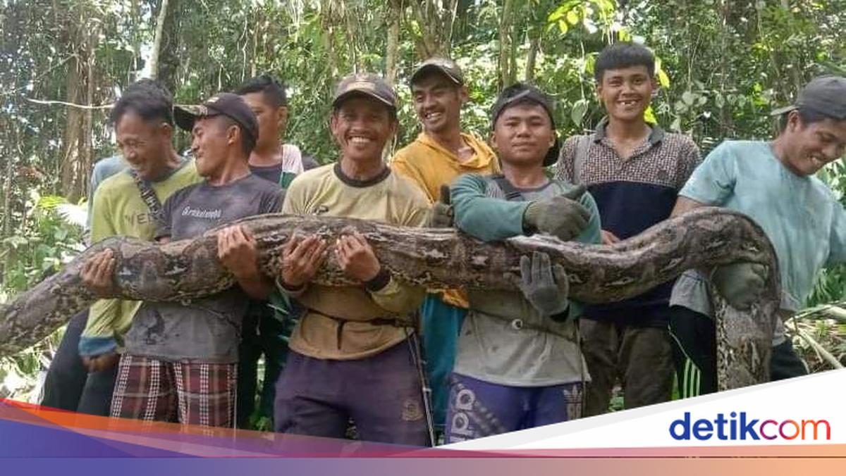 Ngeri! Penampakan Ular Piton Raksasa 7 Meter di Kebun Pak Kades
