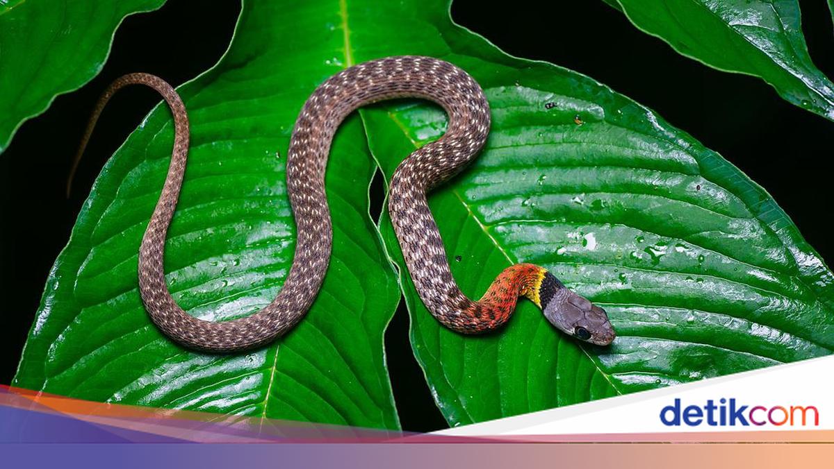 Serialdan yalangoch Zaitseva