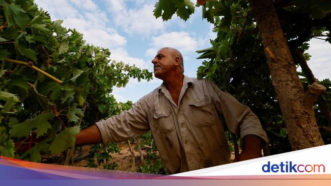 Australia Grapess Oversupply Crisis: Millions of Vines to be Destroyed