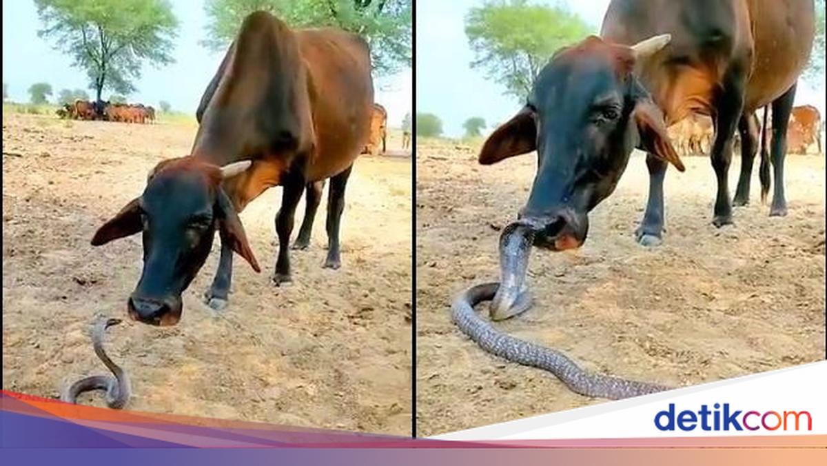 Viral Video Sapi Bersahabat dengan King Kobra, Langka Tapi Nyata