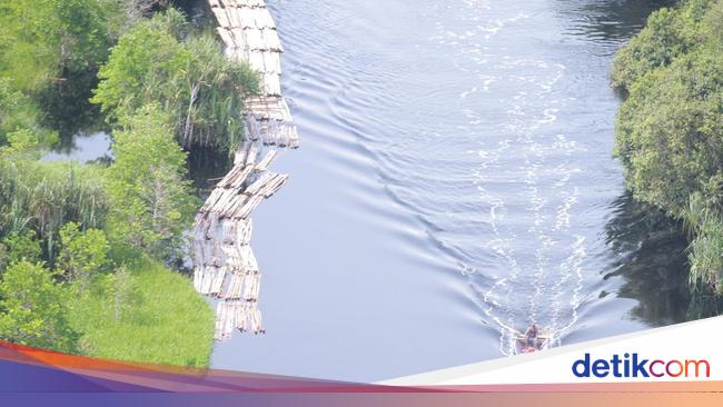 19 Orang Jadi Tersangka Kasus Illegal Logging Dan Perambahan Hutan Di Riau