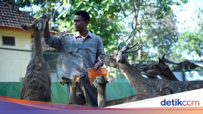 Mengintip Penangkaran Rusa Timor di Bojonegoro