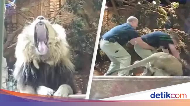 Lion Attack in Jakarta Zoo: Brave Lioness Comes to the Rescue – Viral Video