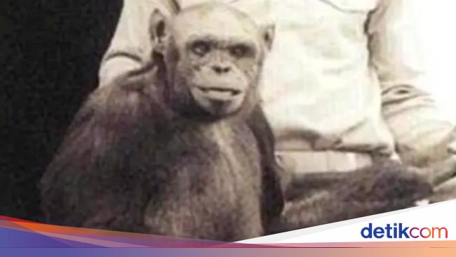 Controversial Claims: The Birth and Euthanization of a Humanzee – Shocking Report Revealed