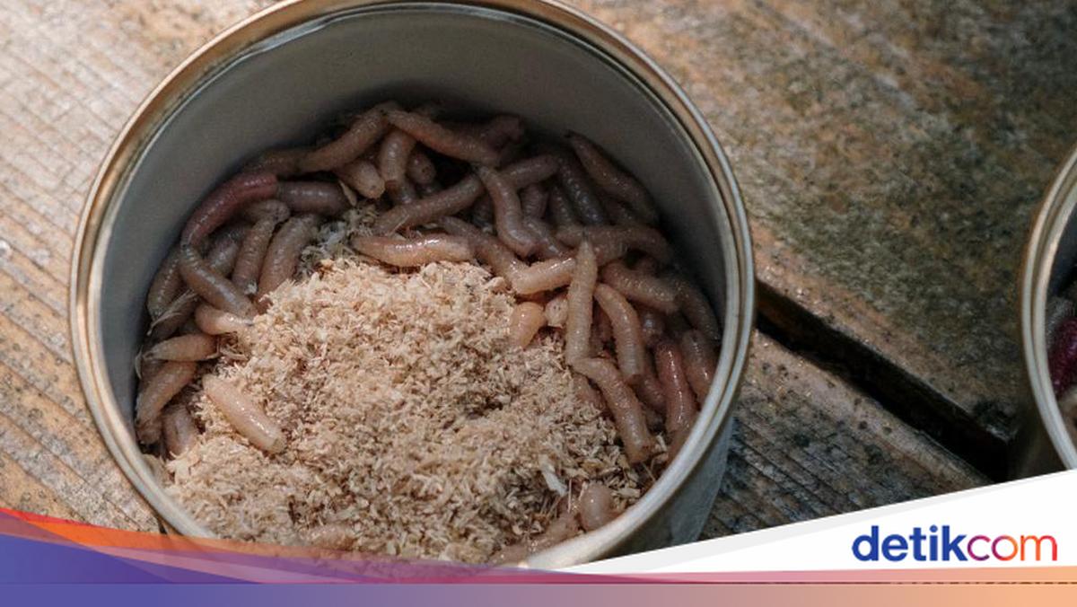 Kenali Magot, Larva Ajaib Pembuka Peluang Usaha