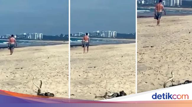 Rare Snake Duel Caught on Video at Mudjimba Beach in Queensland, Australia