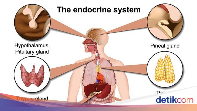 Sistem Endokrin Adalah Pengertian Fungsi Dan Macamnya