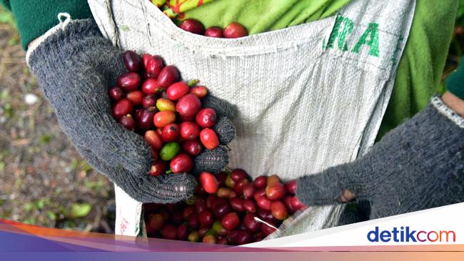 Ini Daftar 3 Biji Kopi Terbaik di Asia, Indonesia Peringkat Satu!