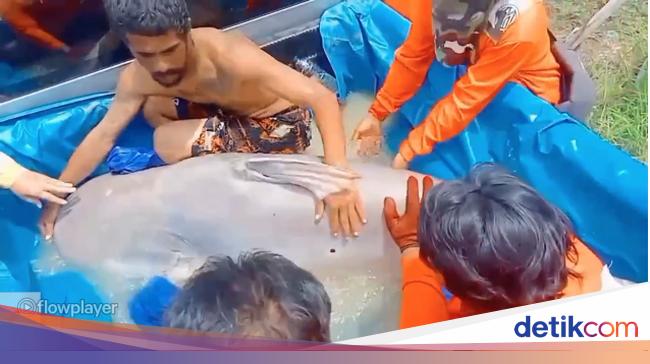 Thai Angler Catches Giant Catfish: Endangered Species Saved in Dramatic Rescue