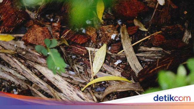Cara Mudah dan Praktis Membuat Komposter Takakura