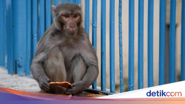 New Delhi’s Plan to Prevent Monkey Attacks at G20 Summit